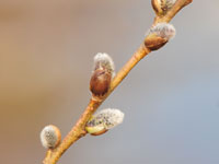 �Y�݂��Ă̂��܂�