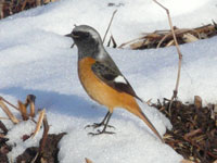 ��̏�̃W���E�r�^�L