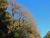 北本市天然記念物エドヒガンザクラ 撮影2015年11月6日