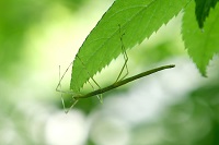 ナナフシモドキ幼虫