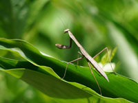 大カマキリ幼虫