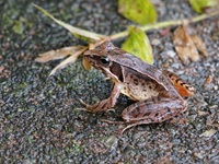 ニホンアカガエル