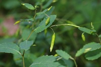 キツリフネ果実