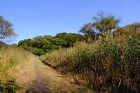 めだかのT字路の風景