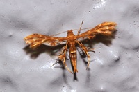 キンバネチビトリバ