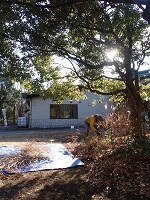 センター前クスノキ周辺の草刈り