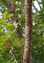 シロダモの樹皮