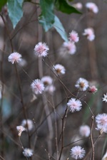 ピンク色のコウヤボウキ綿毛