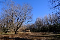 冬の標柱16番の草はら