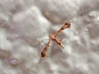 コブドウトリバ