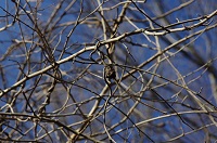 オジロアシナガゾウムシの虫こぶ