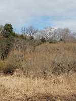 湿地に春のきざし・ヤナギの芽