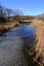青空と八ツ橋の池の氷