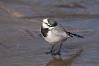 �n�N�Z�L���C