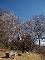 �W��10�Ԃ̔~��