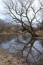水が溜まる湿地