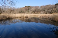 高尾の池