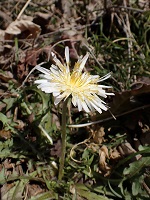 �V���o�i�^���|�|