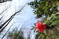 ���u�c�o�L