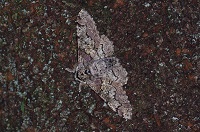 �g�r�����I�I�G�_�V���N