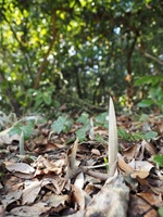 �E���V�}�\�E�̏��t