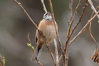 �z�I�W���̂�������