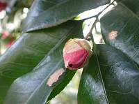 ���u�c�o�L�̉ԂƃX�M�^�j�����L���K�H�c��