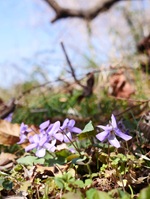 �z�I�W���̂�������