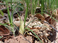 アカスジアオリンガ