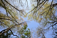 新緑ひろがる雑木林