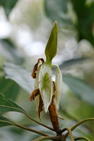 シロダモの若葉とワカバグモ