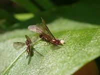 ミツバアリとアリノタカラ