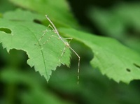 �i�i�t�V���h�L