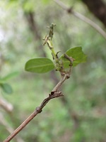 �C�`�����W�`���E�̗c���̉z�~��