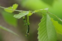 �R�i���C�N�r�`���b�L��