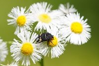 �N���n�i���O��