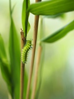 �E�X�^�r�K�̒���c��