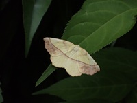 キエダシャク