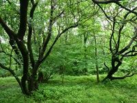 雨の雑木林