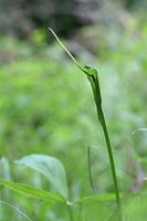 カラスビシャク