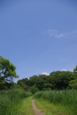 めだかのT字路の青空