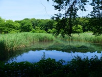 高尾の池