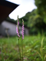 ネジバナの花
