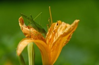 ノカンゾウの上のツユムシ
