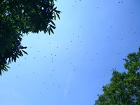 青空とムクドリ
