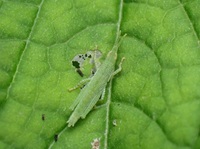 �I���u�o�b�^�c��