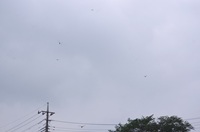 ウスバキトンボの群れ