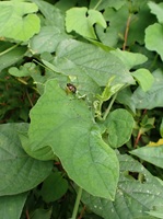 クロウリハムシを捕食するオオカマキリの幼虫