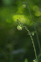 サジガンクビソウ花