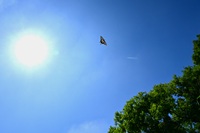 夏空とアゲハ